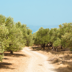 La Route de l’Olivier